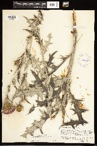Cirsium flodmanii image