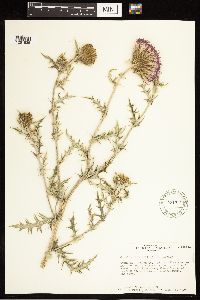 Cirsium flodmanii image