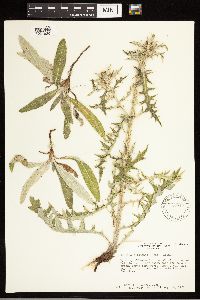 Cirsium flodmanii image