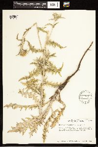 Cirsium flodmanii image