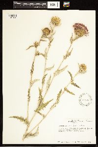 Cirsium flodmanii image