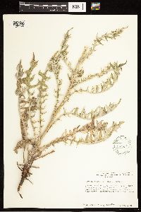 Cirsium flodmanii image