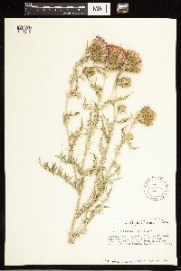 Cirsium flodmanii image