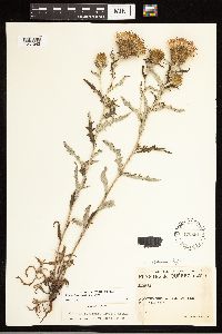 Cirsium flodmanii image