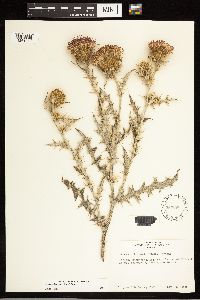 Cirsium flodmanii image