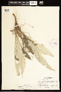 Cirsium flodmanii image