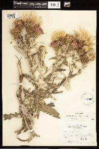 Cirsium flodmanii image