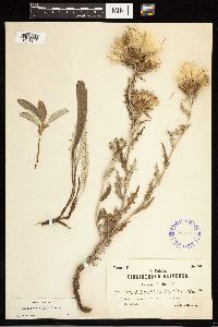 Cirsium flodmanii image