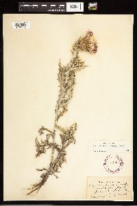 Cirsium flodmanii image