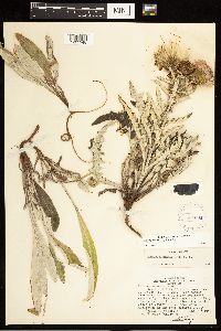 Cirsium flodmanii image