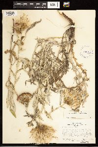 Cirsium flodmanii image