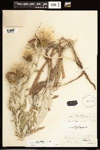 Cirsium flodmanii image