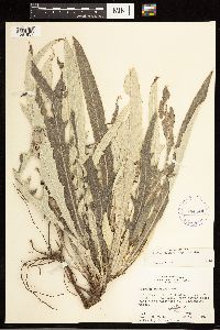 Cirsium flodmanii image