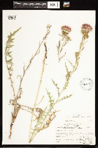 Cirsium flodmanii image