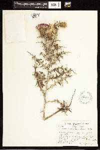 Cirsium flodmanii image