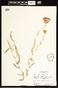 Cirsium flodmanii image