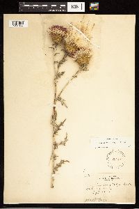 Cirsium flodmanii image