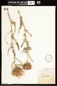 Cirsium flodmanii image