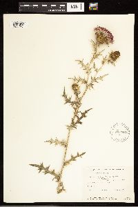 Cirsium flodmanii image