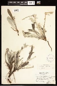 Cirsium flodmanii image