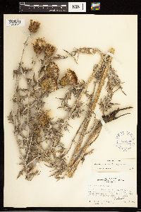 Cirsium flodmanii image