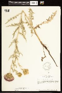 Cirsium flodmanii image