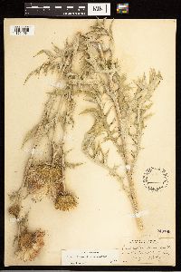 Cirsium flodmanii image
