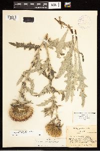 Cirsium flodmanii image