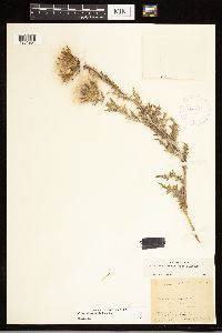 Cirsium flodmanii image