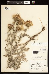 Cirsium flodmanii image