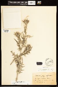 Cirsium flodmanii image