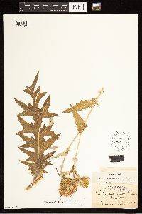 Cirsium flodmanii image
