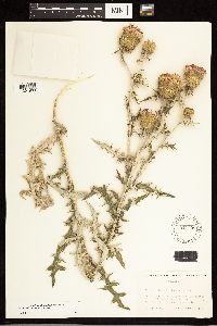 Cirsium flodmanii image