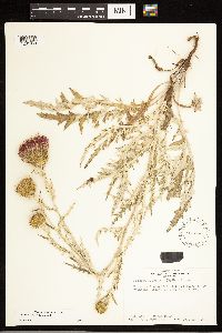 Cirsium flodmanii image