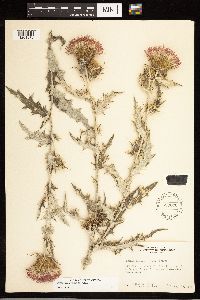 Cirsium flodmanii image