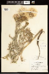 Cirsium flodmanii image