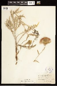Cirsium flodmanii image