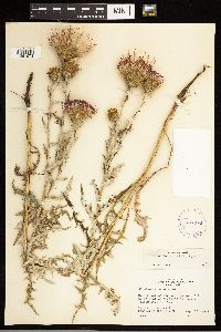 Cirsium flodmanii image