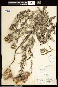 Cirsium flodmanii image