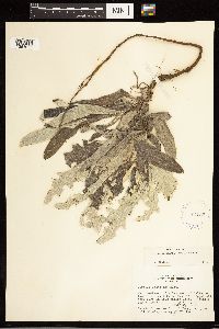 Cirsium flodmanii image