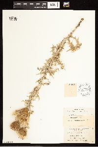 Cirsium flodmanii image