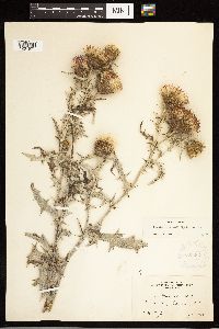 Cirsium flodmanii image