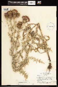 Cirsium flodmanii image