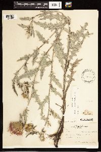 Cirsium flodmanii image