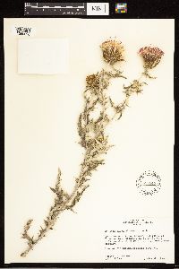 Cirsium flodmanii image
