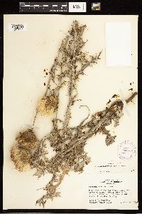Cirsium flodmanii image