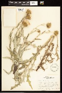 Cirsium flodmanii image