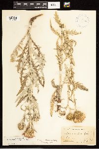 Cirsium flodmanii image