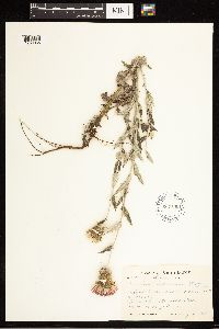 Cirsium flodmanii image