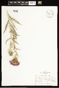 Cirsium flodmanii image